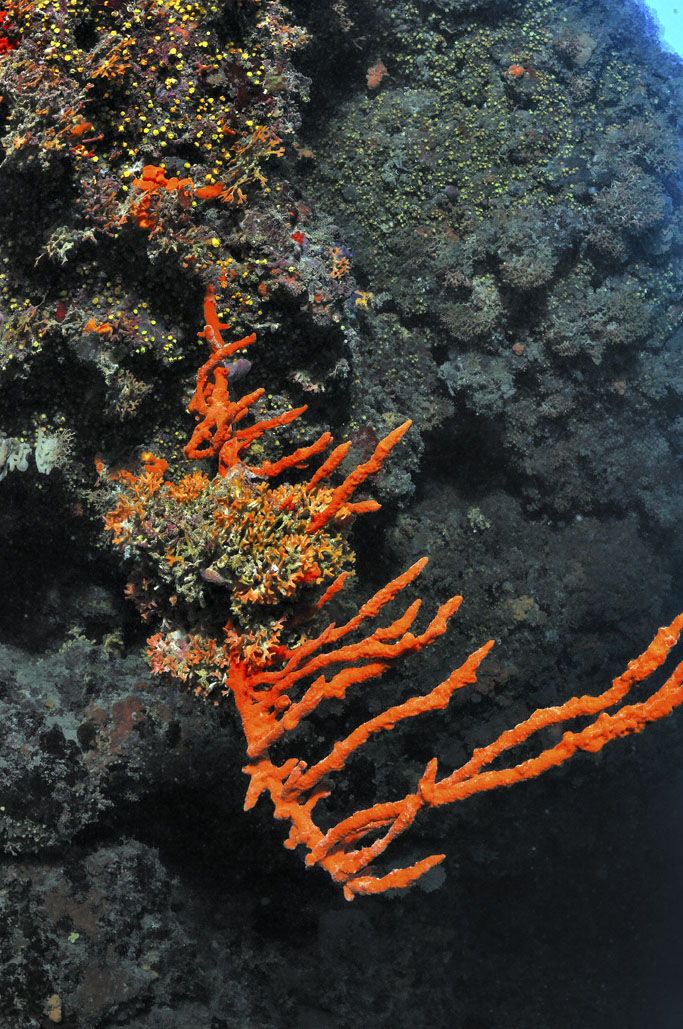 Axinella cannabina